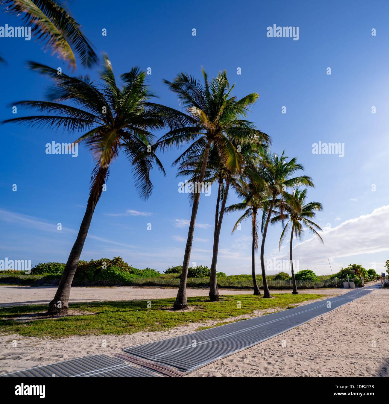 Palmiers de Miami Beach sur le sable Banque D'Images