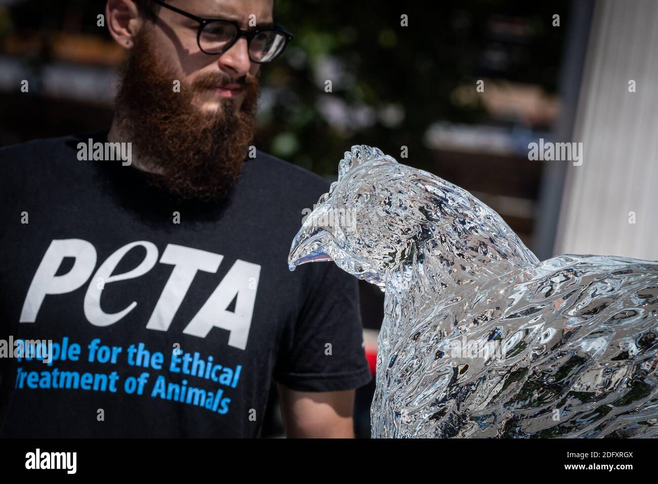 Manifestation de la vague de chaleur PETA. Les militants des droits des animaux PETA placent un trio de sculptures sur glace animales, dont une vache, un porc et un poulet pour fondre lentement, Londres Banque D'Images