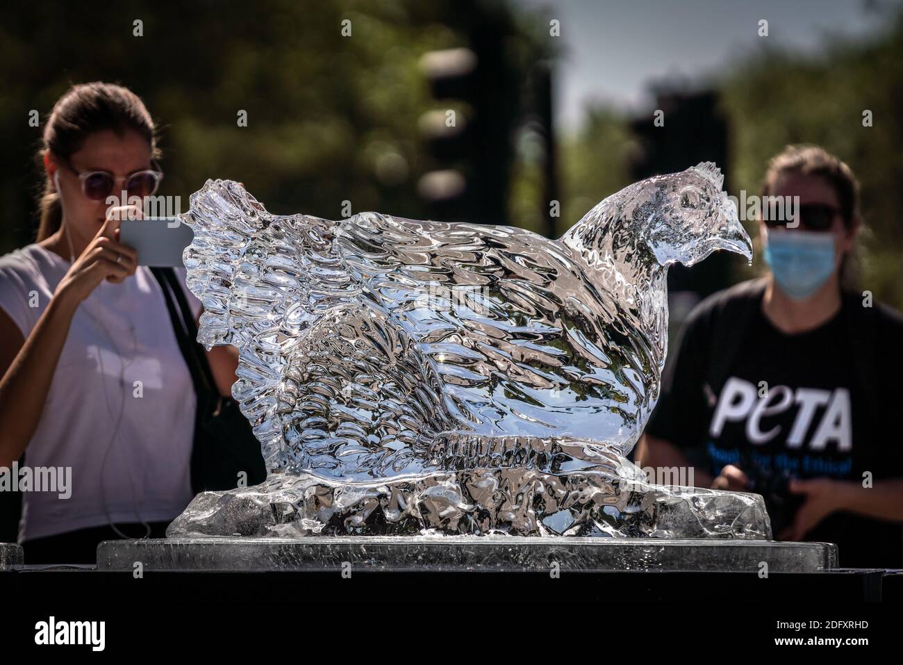 Manifestation de la vague de chaleur PETA. Les militants des droits des animaux PETA placent un trio de sculptures sur glace animales, dont une vache, un porc et un poulet pour fondre lentement, Londres Banque D'Images