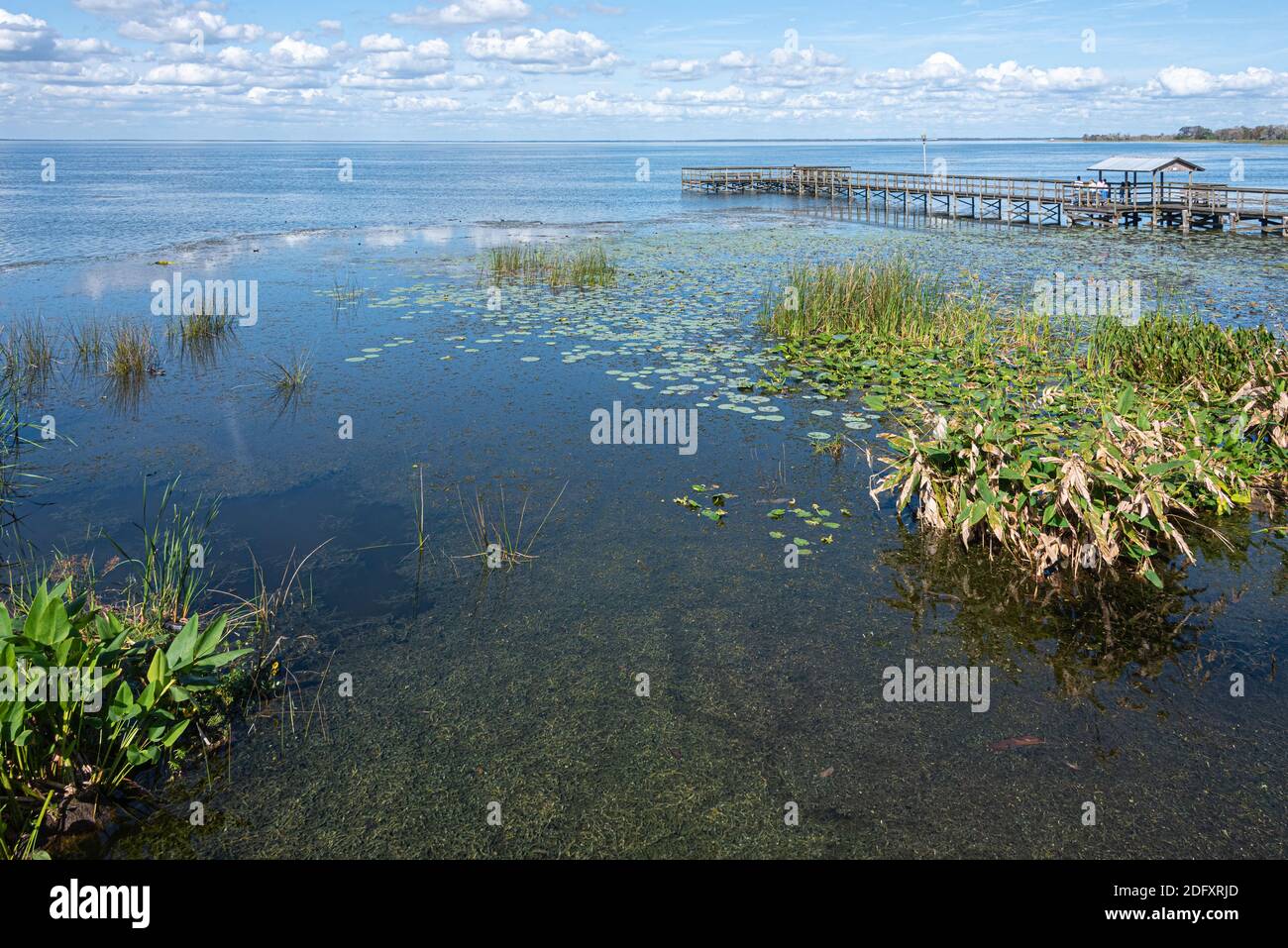 Lac Apopka au jardin d'hiver dans le comté d'Orange, Floride. (ÉTATS-UNIS) Banque D'Images