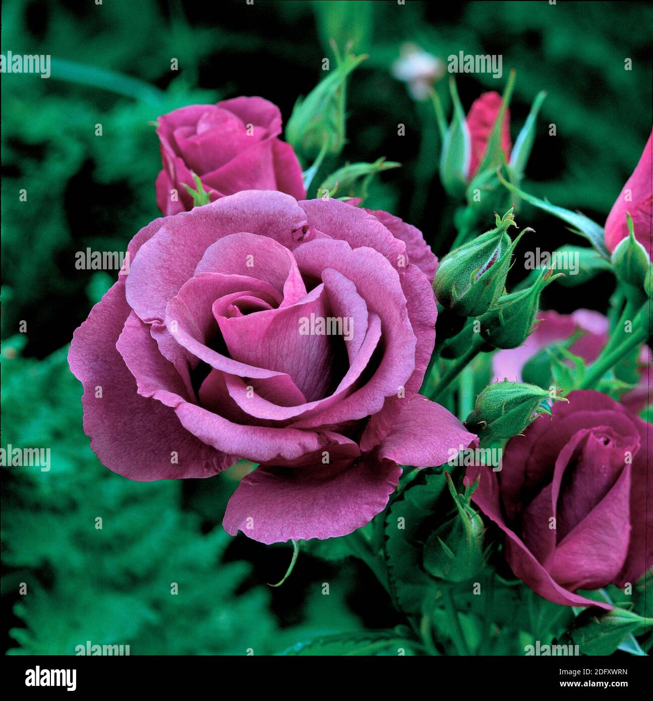 Rosa Rhapsody Rosa rhapsody in blue Banque de photographies et d’images à haute ...