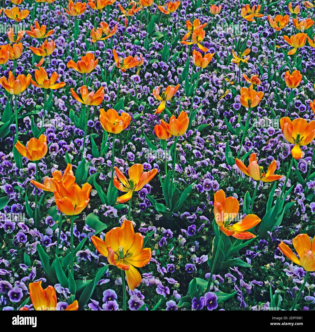 Tulipes orange bleu avec altos Banque D'Images