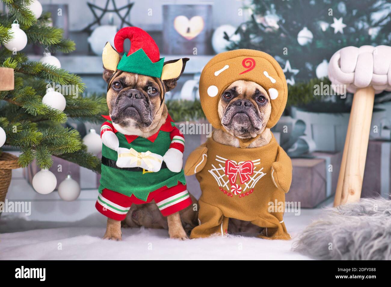 Paire de chiens de Bulldog français festifs portant des costumes de Noël drôles Habillé comme un elfe de Noël avec chapeau et cadeau et homme de pain d'épice debout à côté Banque D'Images
