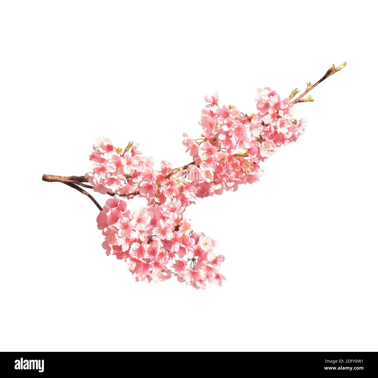 Branche de la sakura florissante avec des fleurs roses, Japon. Isolé sur fond blanc Banque D'Images