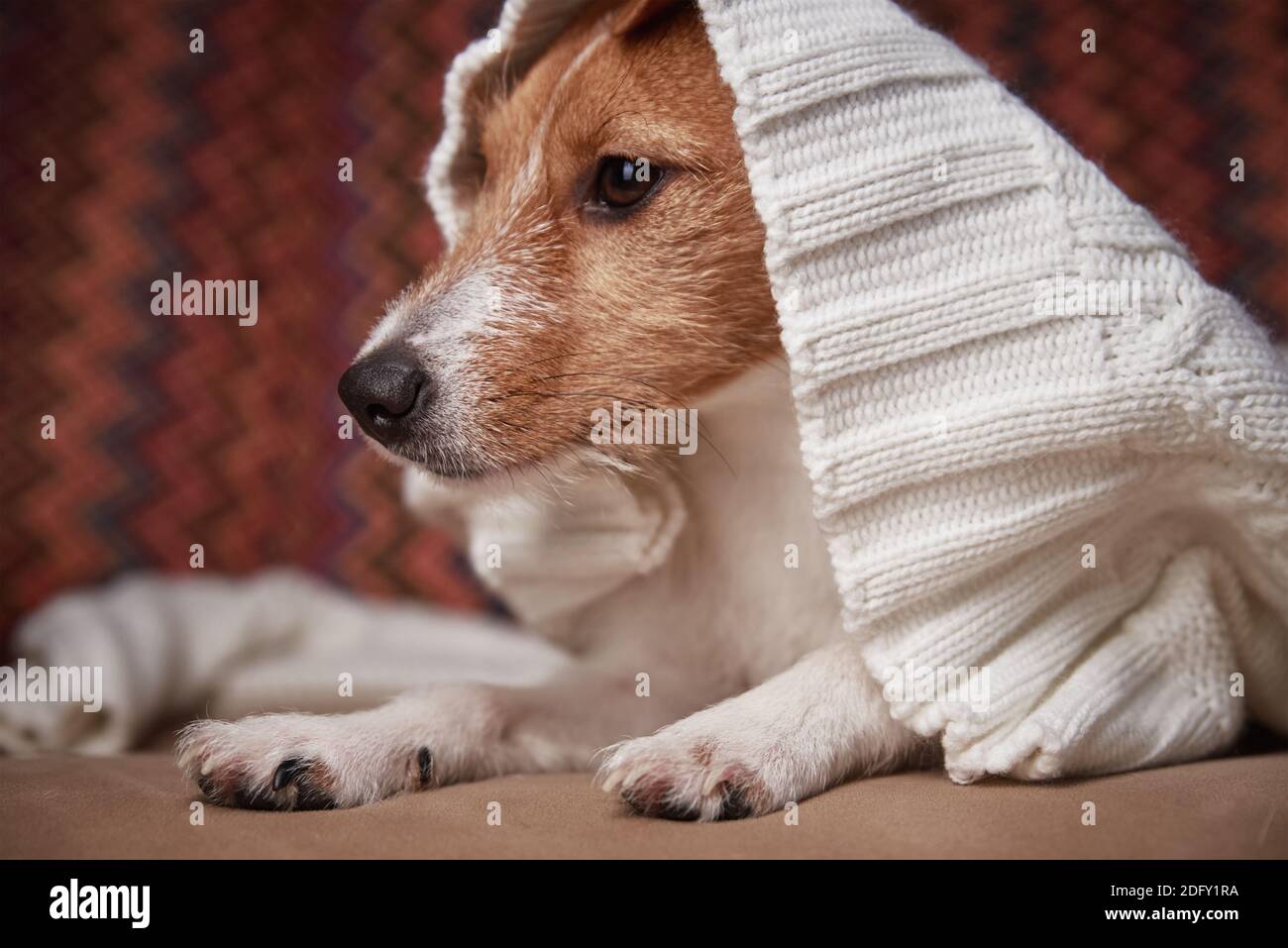 Jack Russell terrier chien garder au chaud sous le pull en laine. Concept de soins pour animaux Banque D'Images