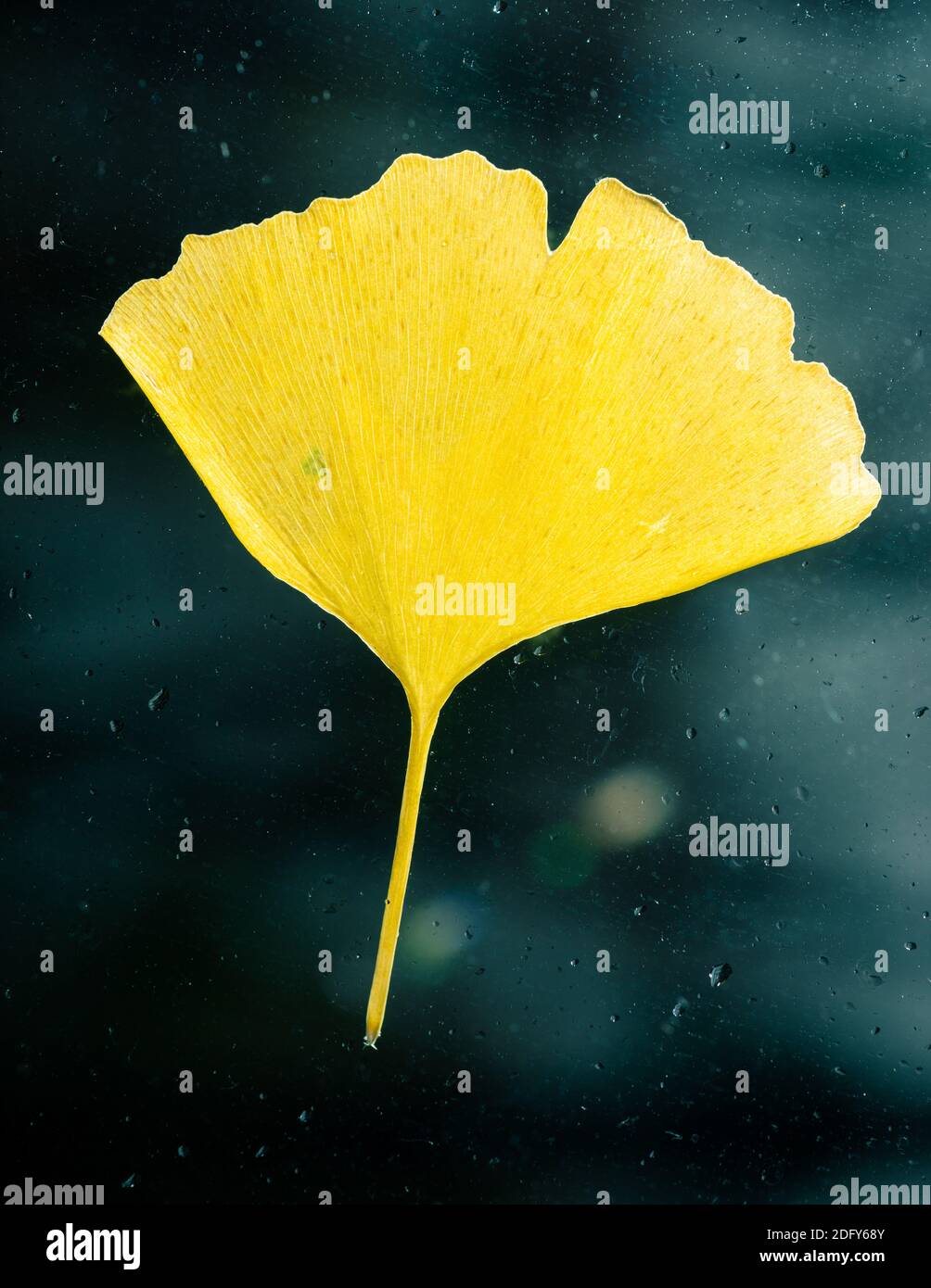 Feuille de ginkgo Biloba jaune coincée sur la vitre, gouttes de pluie sur la vitre Banque D'Images