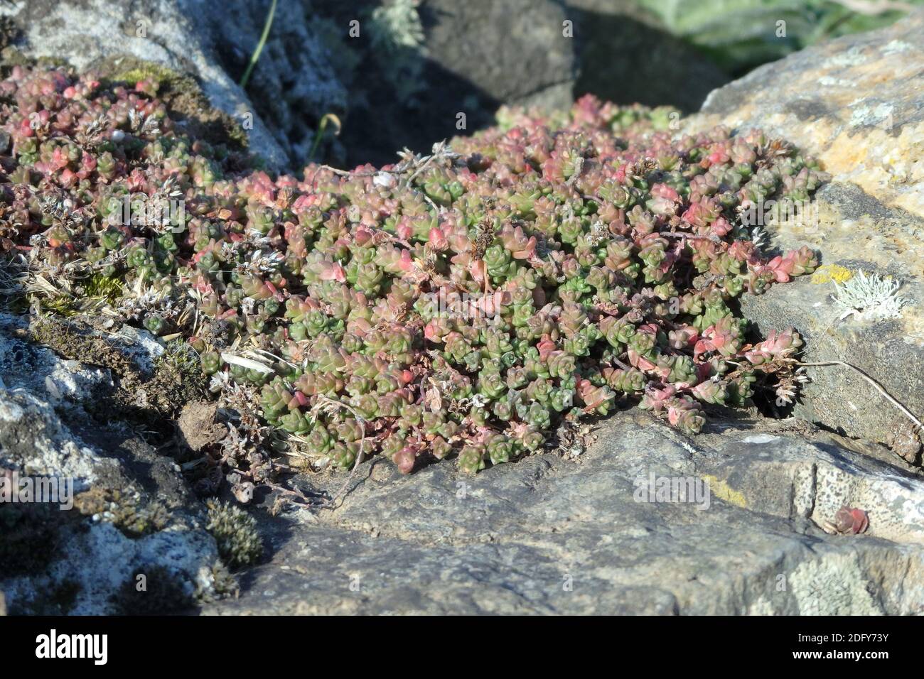 Anglais Stonecrop ( Sedum anglicum ) plante succulente de fleurs sauvages poussant dans un cadre de Rocky, Royaume-Uni Banque D'Images