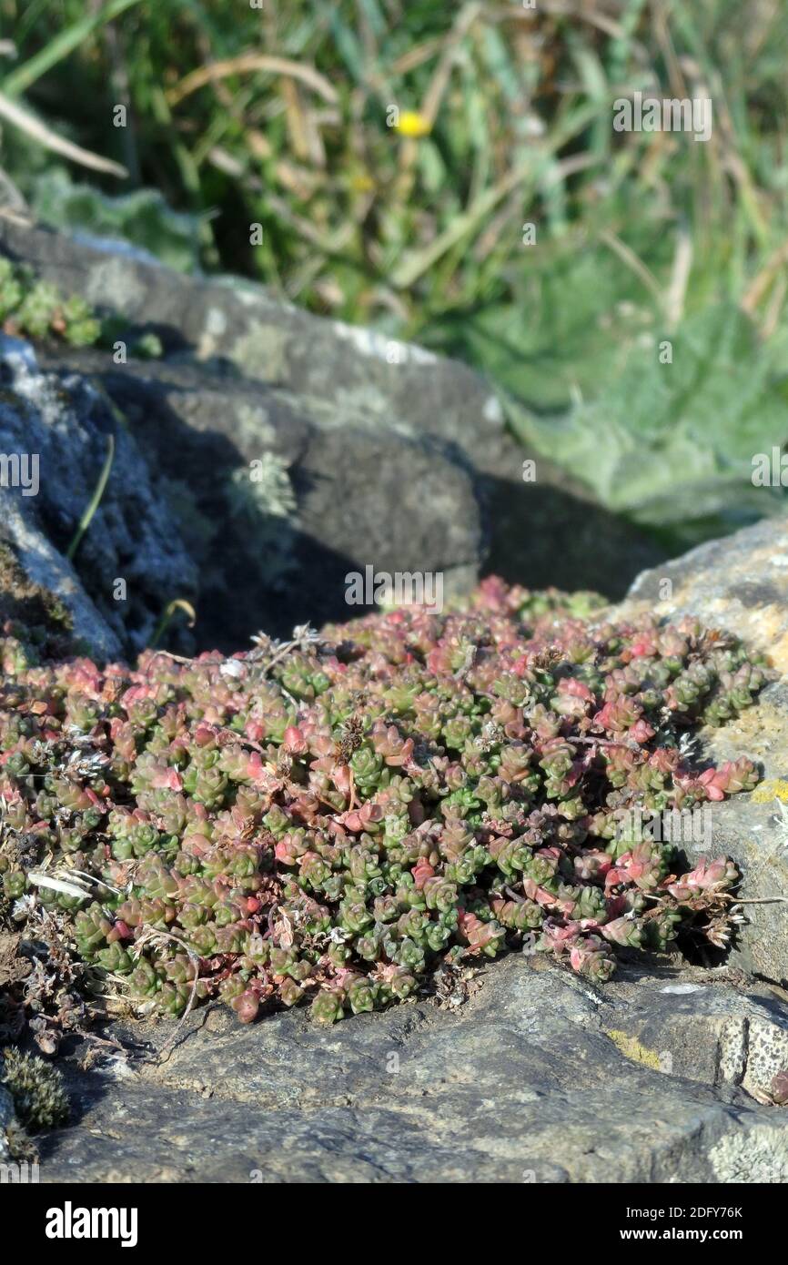 Anglais Stonecrop ( Sedum anglicum ) plante succulente de fleurs sauvages poussant dans un cadre de Rocky, Royaume-Uni Banque D'Images