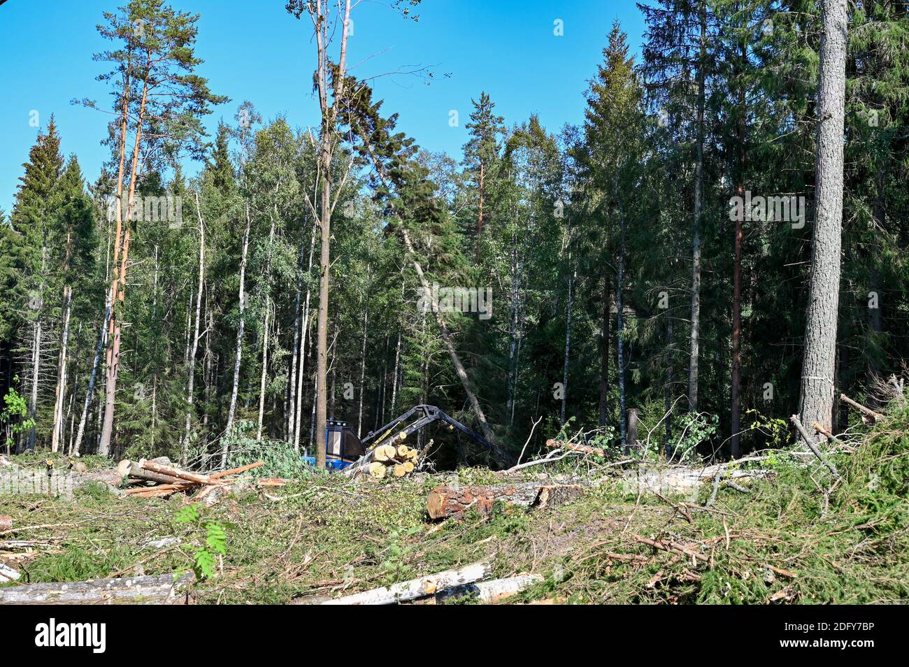 Machine forestière bleue travaillant dans la forêt suédoise Banque D'Images