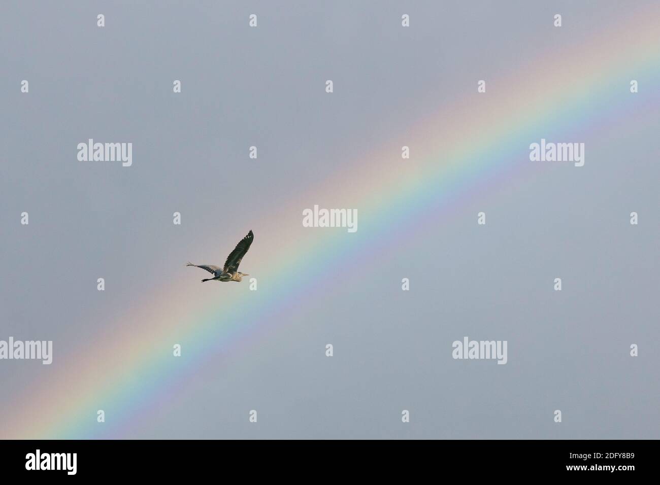 Le héron gris vole devant un arc-en-ciel aux couleurs magnifiques. Déployer les ailes. Banque D'Images
