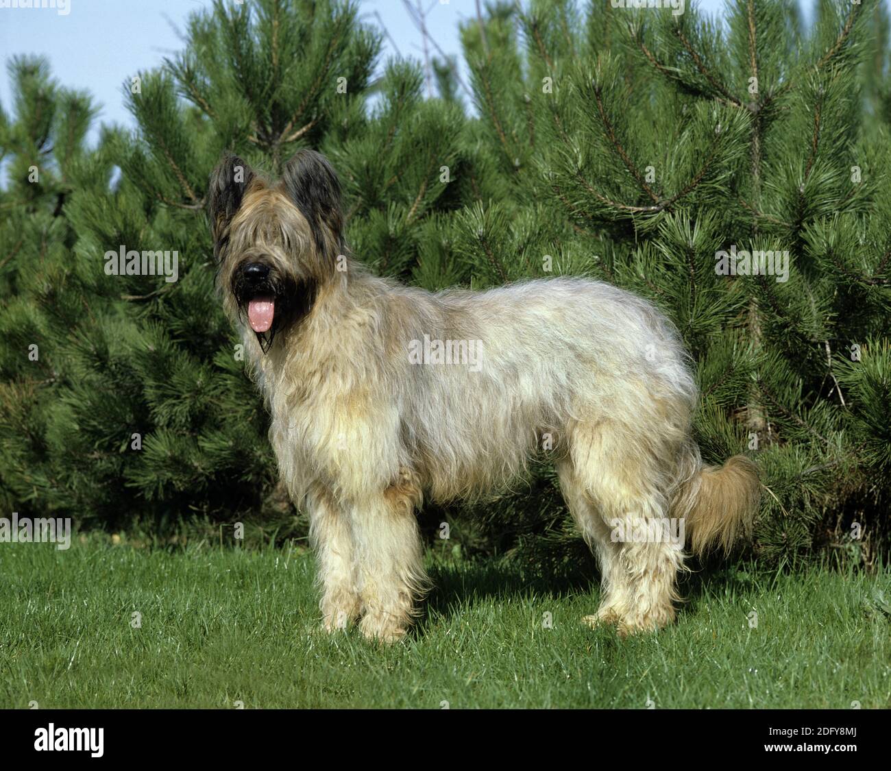 Chien de Briard debout sur l'herbe (Old Standard Breed with Cut Ears) Banque D'Images