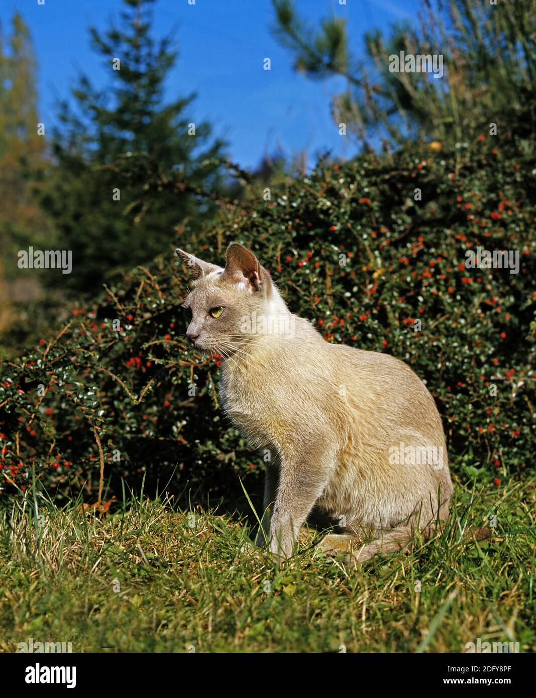 Burmese Lilas chat domestique, des profils assis sur l'herbe près de Bush Cotoneaster Banque D'Images