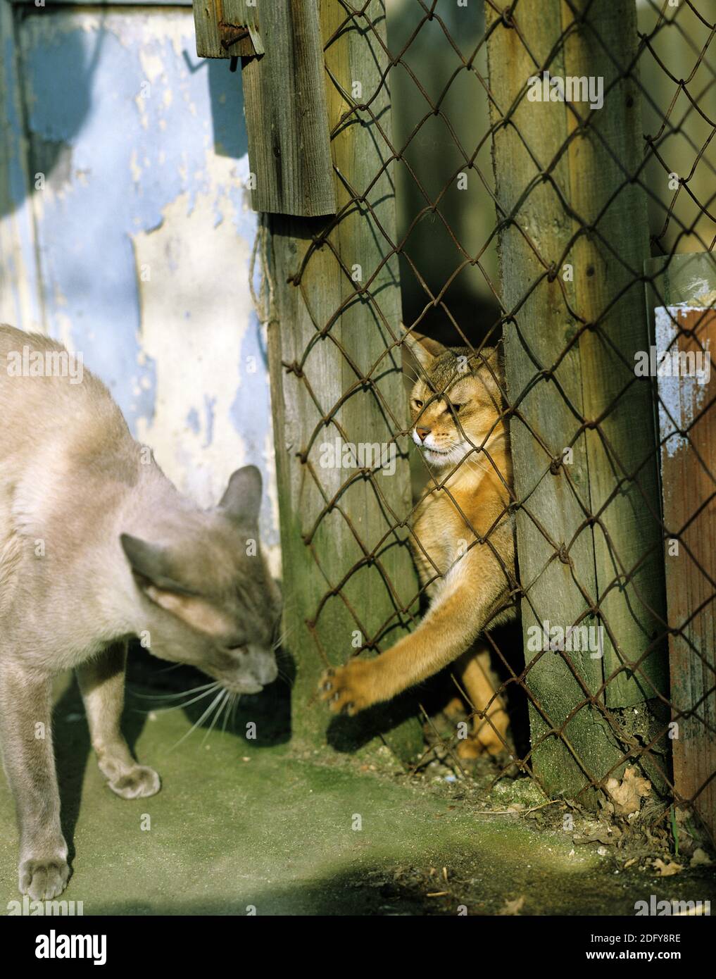 Burmese Lilas chat domestique en position défensive avec un chat domestique Abyssin Banque D'Images