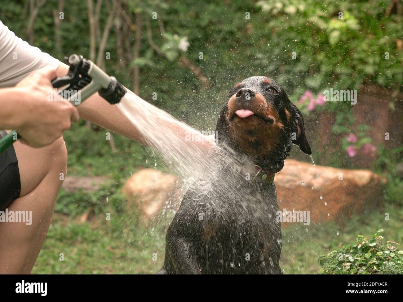 Beau chien rottweiler prenant une douche à l'extérieur. Banque D'Images