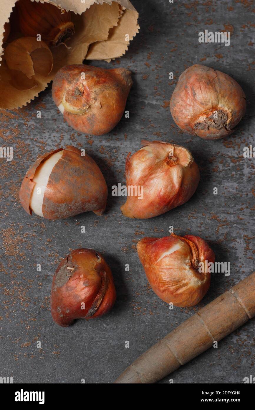 Tulipa. Prêts pour la plantation des bulbes de tulipes à l'automne. UK Banque D'Images