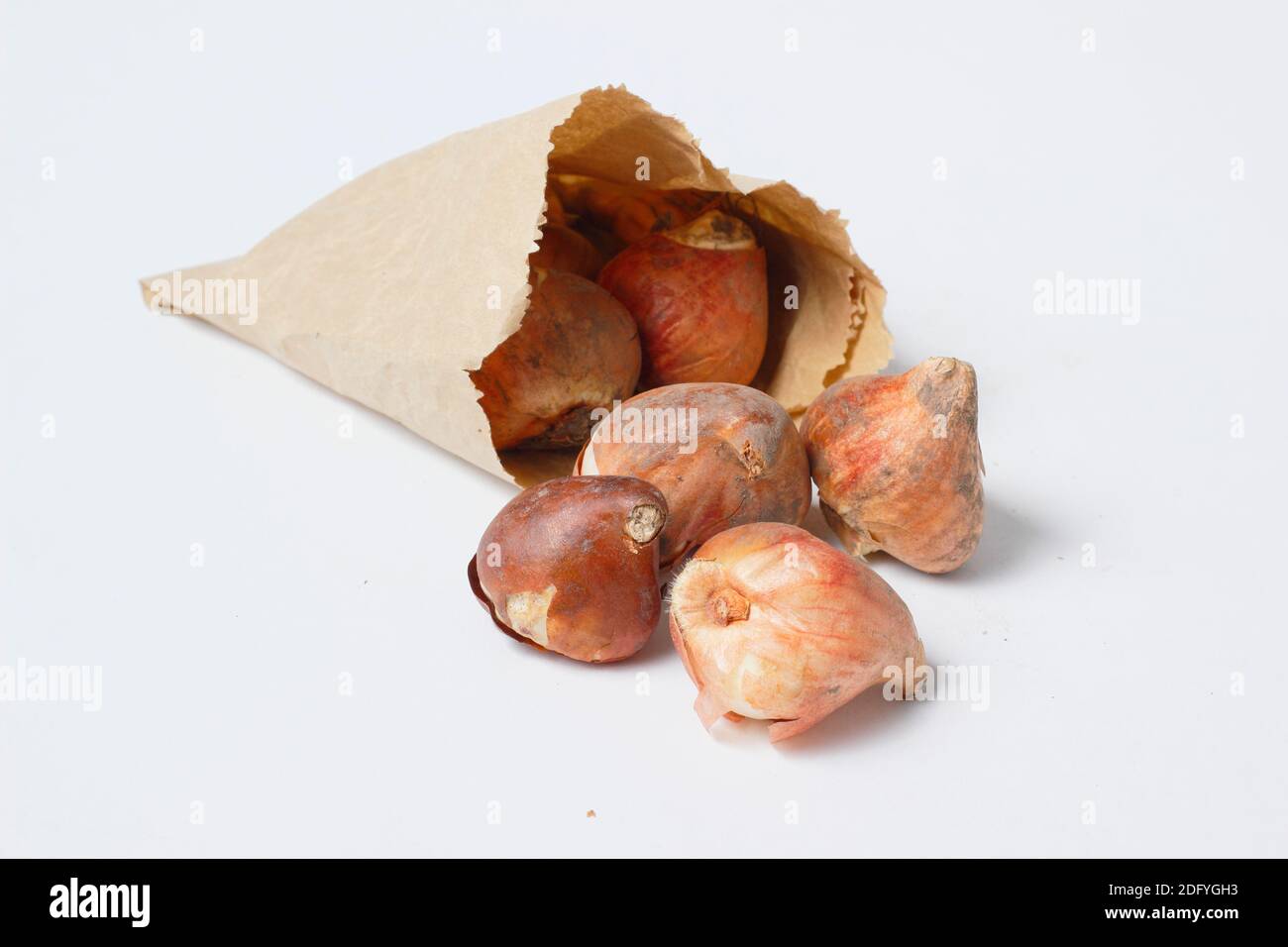 Ampoules Tulipa 'White Flag' isolées. Bulbes tulipes dans un sac en papier prêt pour la plantation d'automne. ROYAUME-UNI Banque D'Images