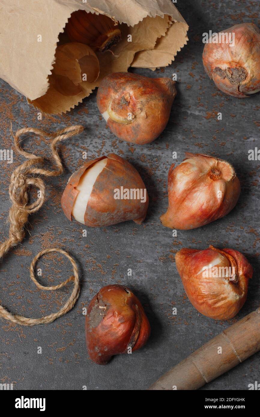 Tulipa. Prêts pour la plantation des bulbes de tulipes à l'automne. UK Banque D'Images