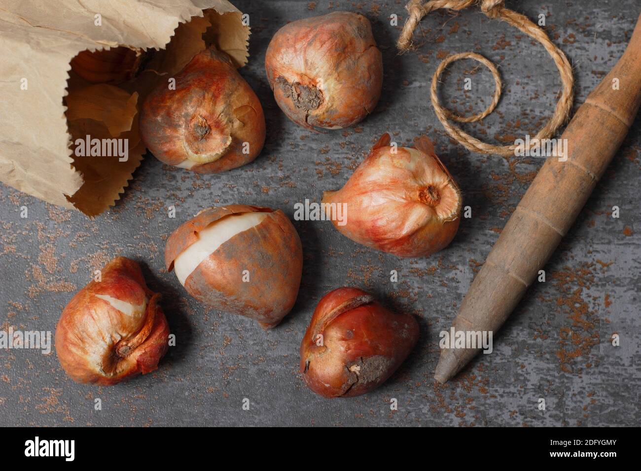 Tulipa. Prêts pour la plantation des bulbes de tulipes à l'automne. UK Banque D'Images