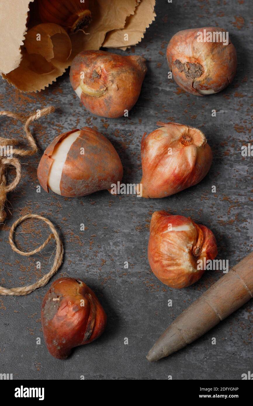 Tulipa. Prêts pour la plantation des bulbes de tulipes à l'automne. UK Banque D'Images