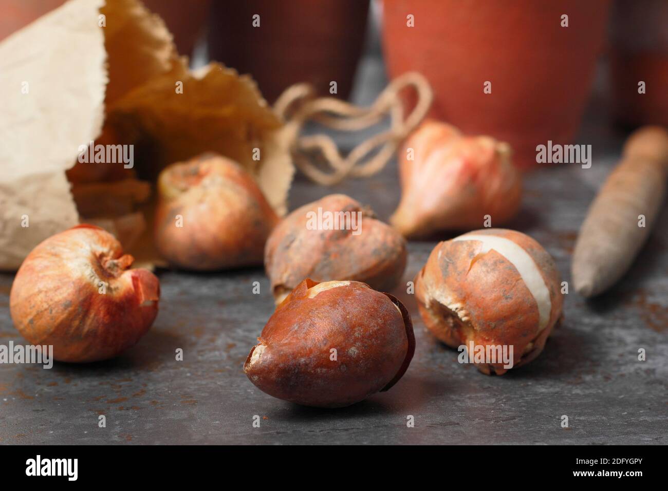 Tulipa. Prêts pour la plantation des bulbes de tulipes à l'automne. UK Banque D'Images