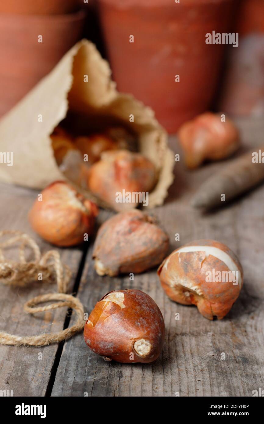 Tulipa. Prêts pour la plantation des bulbes de tulipes à l'automne. UK Banque D'Images