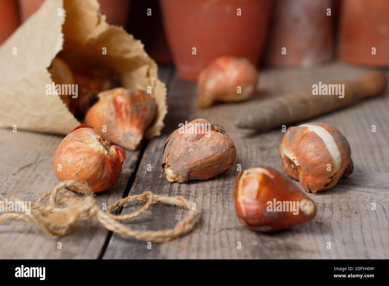 Tulipa. Prêts pour la plantation des bulbes de tulipes à l'automne. UK Banque D'Images