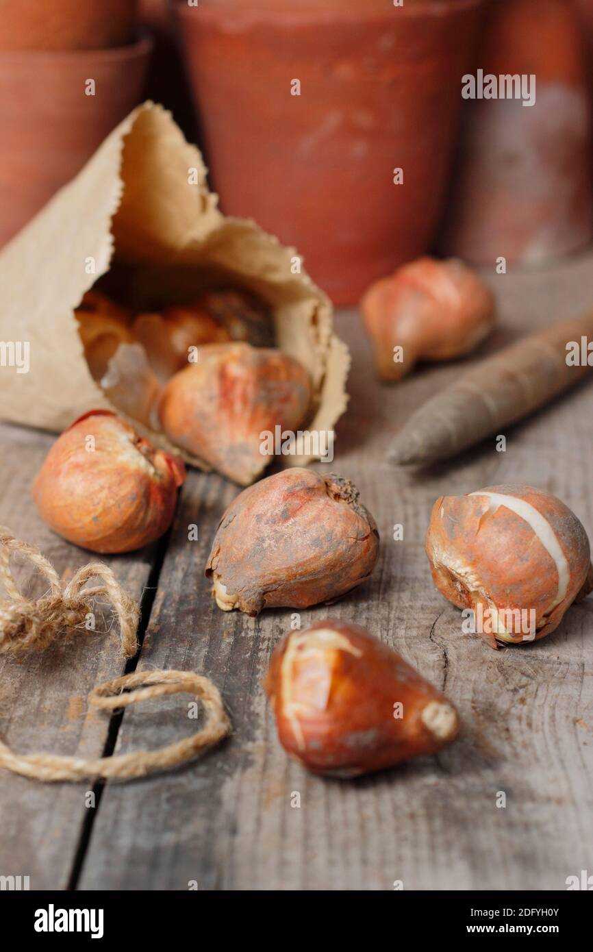 Tulipa. Prêts pour la plantation des bulbes de tulipes à l'automne. UK Banque D'Images