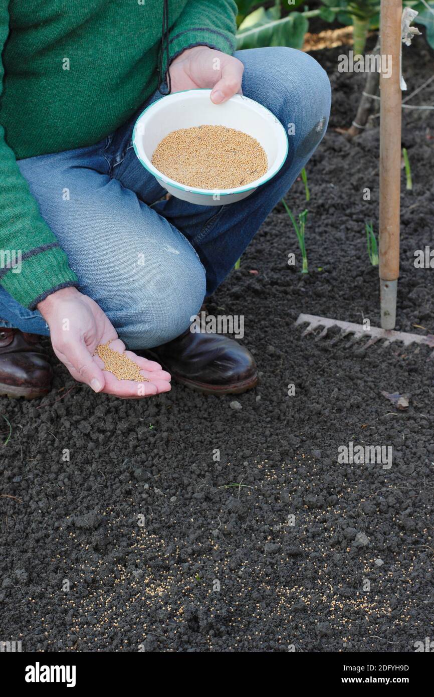 Application de fumier vert. Semer à la main la graine de fumier vert de moutarde 'White Tilney' pour aider à la structure du sol et aider à prévenir les mauvaises herbes dans une parcelle de légumes domestique. ROYAUME-UNI Banque D'Images