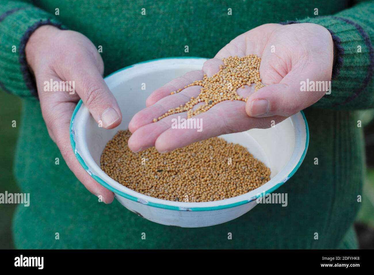 Fumier vert. Se préparer à semer la graine de fumier vert de moutarde 'White Tilney' à la main pour aider à la structure du sol et aider à prévenir les mauvaises herbes dans une parcelle de légumes. ROYAUME-UNI Banque D'Images