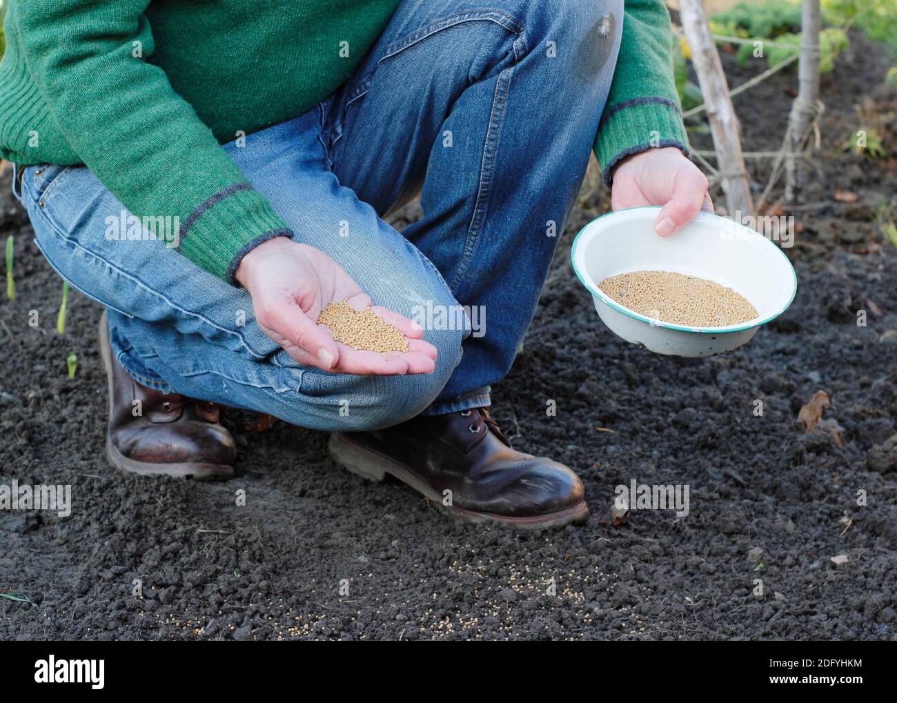 Application de fumier vert. Semer à la main la graine de fumier vert de moutarde 'White Tilney' pour aider à la structure du sol et aider à prévenir les mauvaises herbes dans une parcelle de légumes domestique. ROYAUME-UNI Banque D'Images