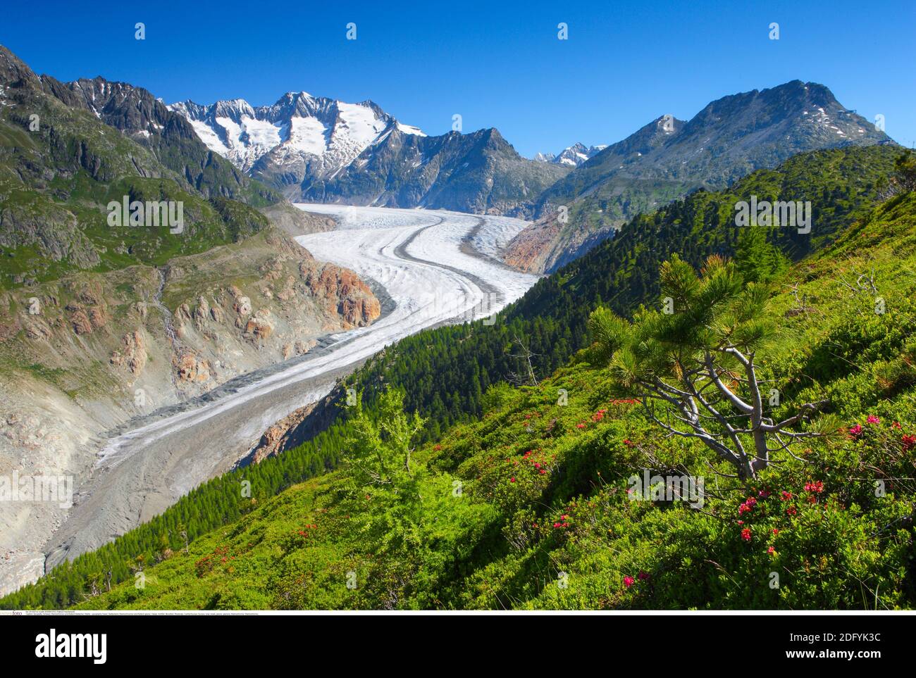 Géographie / Voyage, Suisse, glacier de Wannenhoerner et Aletsch, Valais, droits-supplémentaires-dégagement-Info-non-disponible Banque D'Images