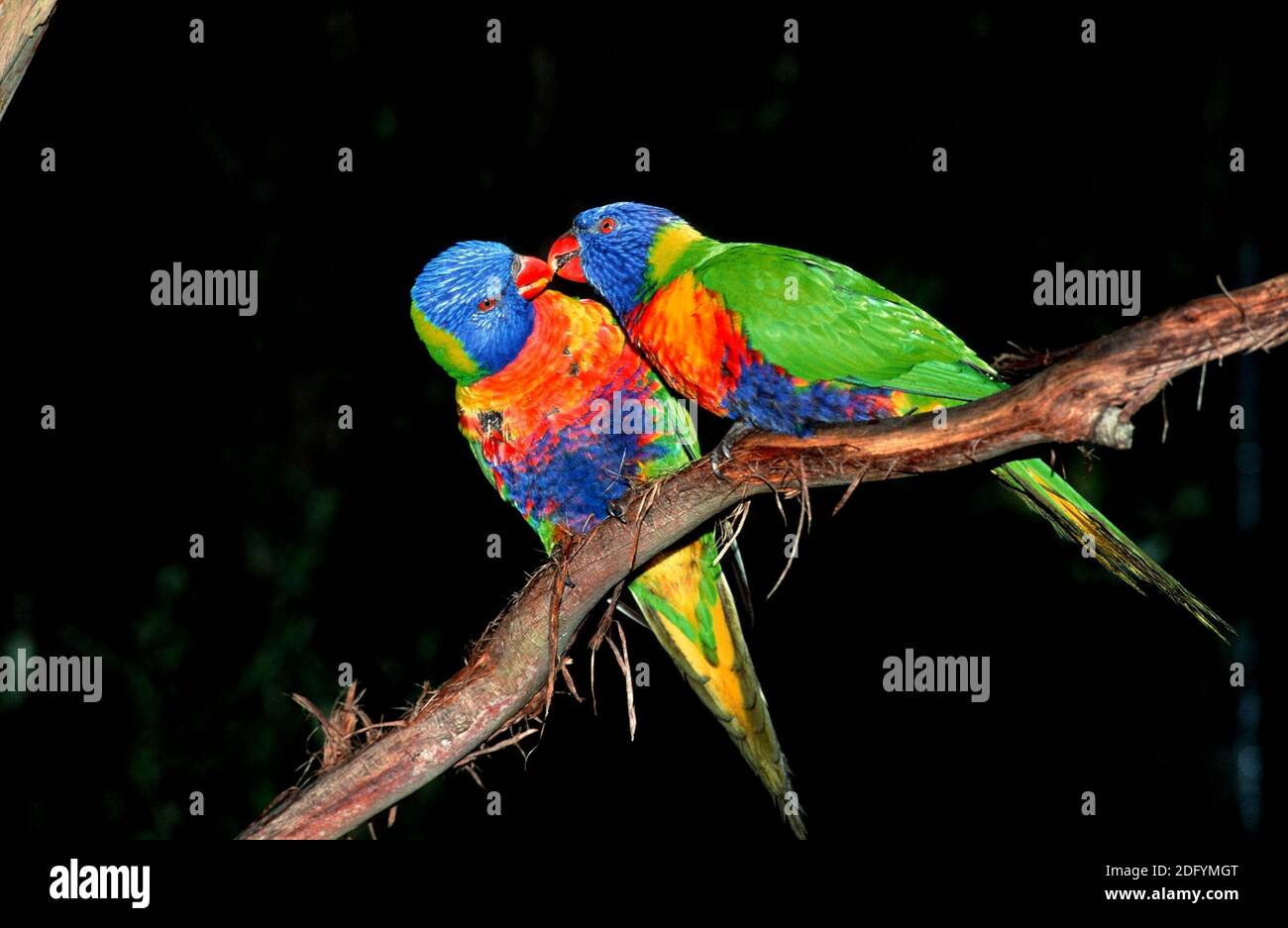 Trichoglossus haematodus, Lorikeet de noix de coco, Lorikeet d'arc-en-ciel Banque D'Images