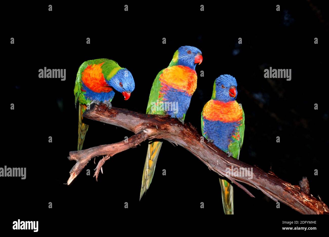 Trichoglossus haematodus, Lorikeet de noix de coco, Lorikeet d'arc-en-ciel Banque D'Images