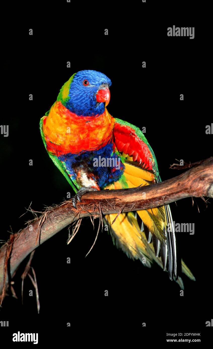 Trichoglossus haematodus, Lorikeet de noix de coco, Lorikeet d'arc-en-ciel Banque D'Images