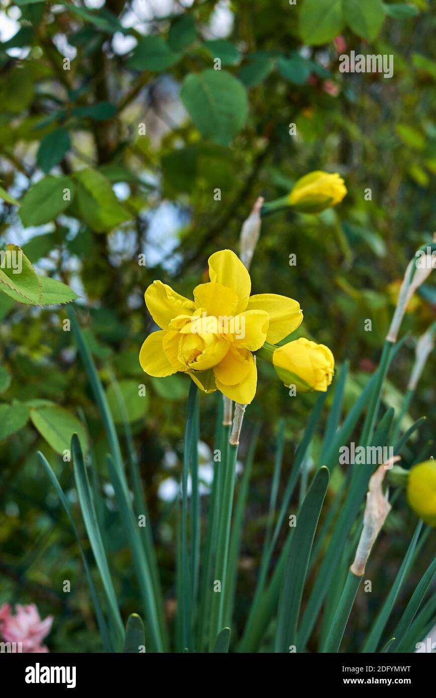 Narcissus fleurs blanches, jaunes et orange Banque D'Images