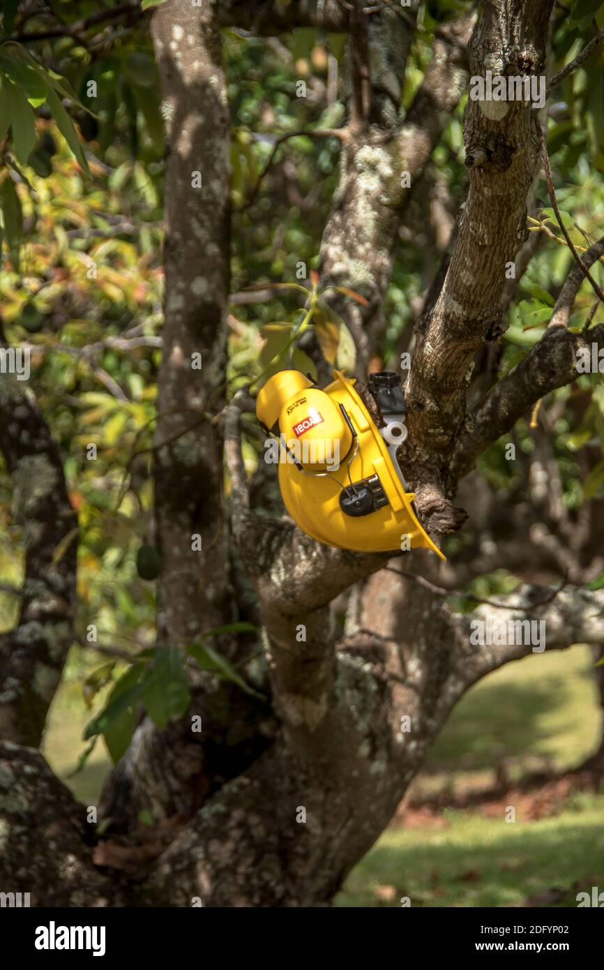 Des couvre-oreilles jaunes, des casques de sécurité et des couvre-oreilles accrochés à un arbre d'avocat (persea americana) pendant une pause après l'élagage des arbres, dans le verger, Queensland, Australie. Banque D'Images