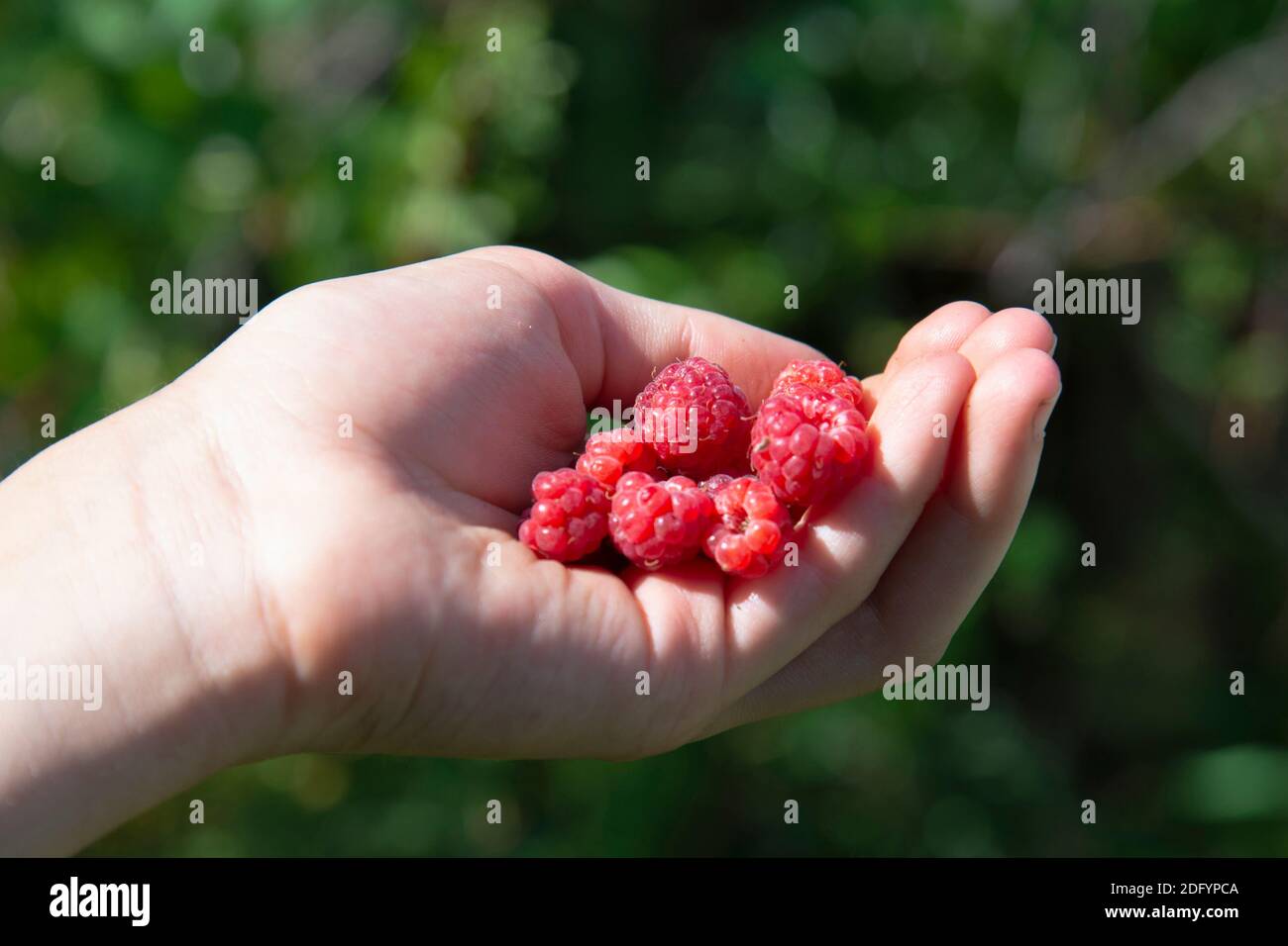 Forêt rouge framboise dans la main d'un enfant sur le fond de la forêt.cueillette de baies dans la forêt. Le concept de nourriture saine de la nature Banque D'Images