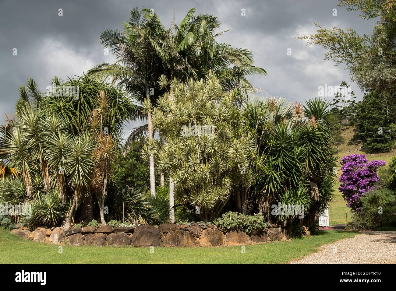 Partie d'un jardin privé subtropical australien avec dracaena et palmiers bornés d'un mur naturel de rétention de roche. Jour d'automne ensoleillé. Banque D'Images