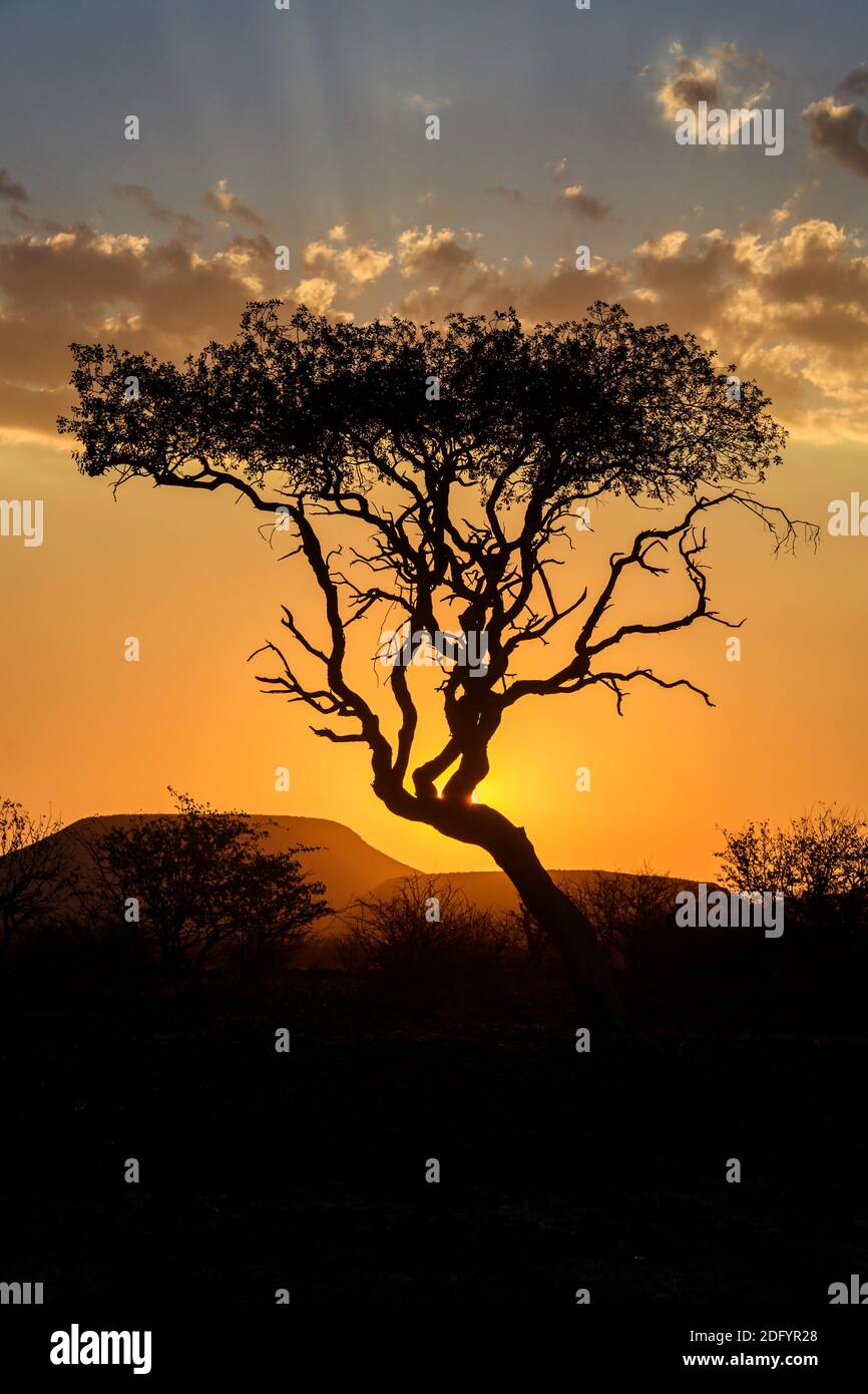 Coucher de soleil africain derrière l'arbre, Okonjima, Namibie. Banque D'Images