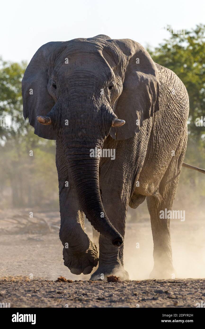 Éléphant d'Afrique (Loxodonta africana), taureau marchant dans la poussière avec contre-jour, regardant la caméra, Parc national d'Etosha, Namibie Banque D'Images