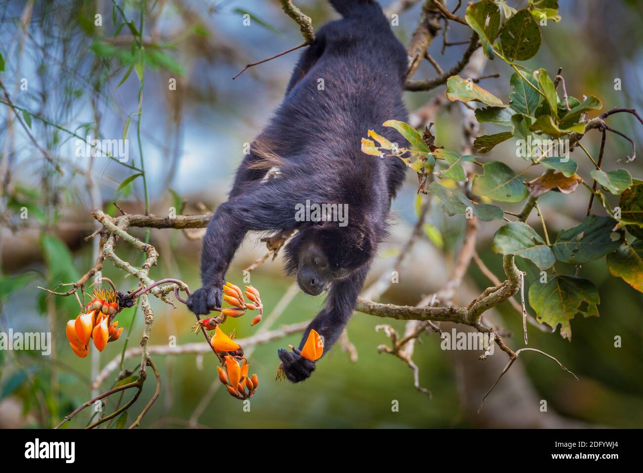 La faune du Panama avec un singe Manetay Howler, Alouatta palliata, se nourrissant de fleurs dans la forêt tropicale du parc national de Soberania, République du Panama. Banque D'Images