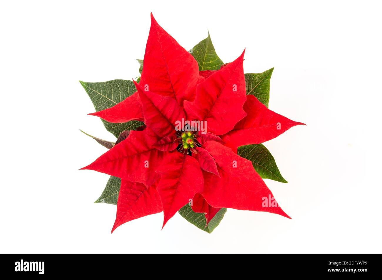 Vue de dessus d'une fleur de poinsettia rouge de Noël isolée dessus arrière-plan blanc Banque D'Images