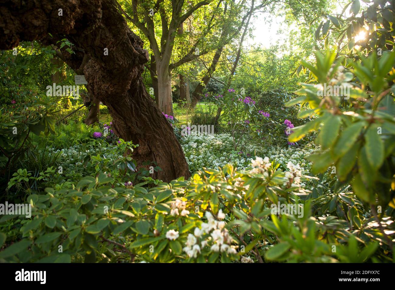 L'ail des ours fleuris dans un jardin public, en Allemagne Banque D'Images