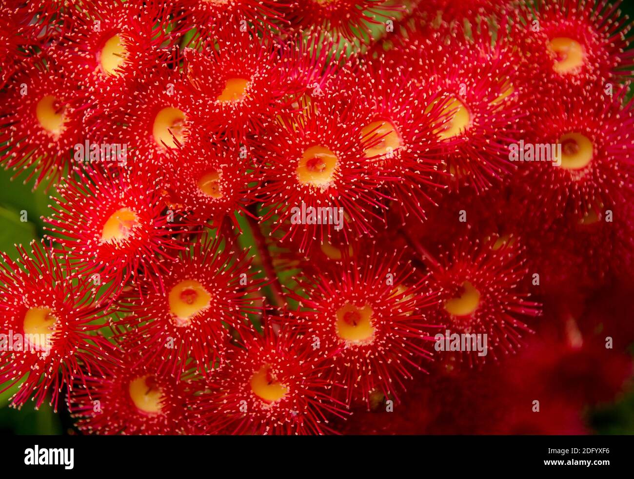 Fleurs de gomme à fleurs rouges très brillantes (Corymbia fifolia). Pas de pétales, toutes les étamines. Gommage dans un jardin privé dans le Queensland, en Australie. Banque D'Images