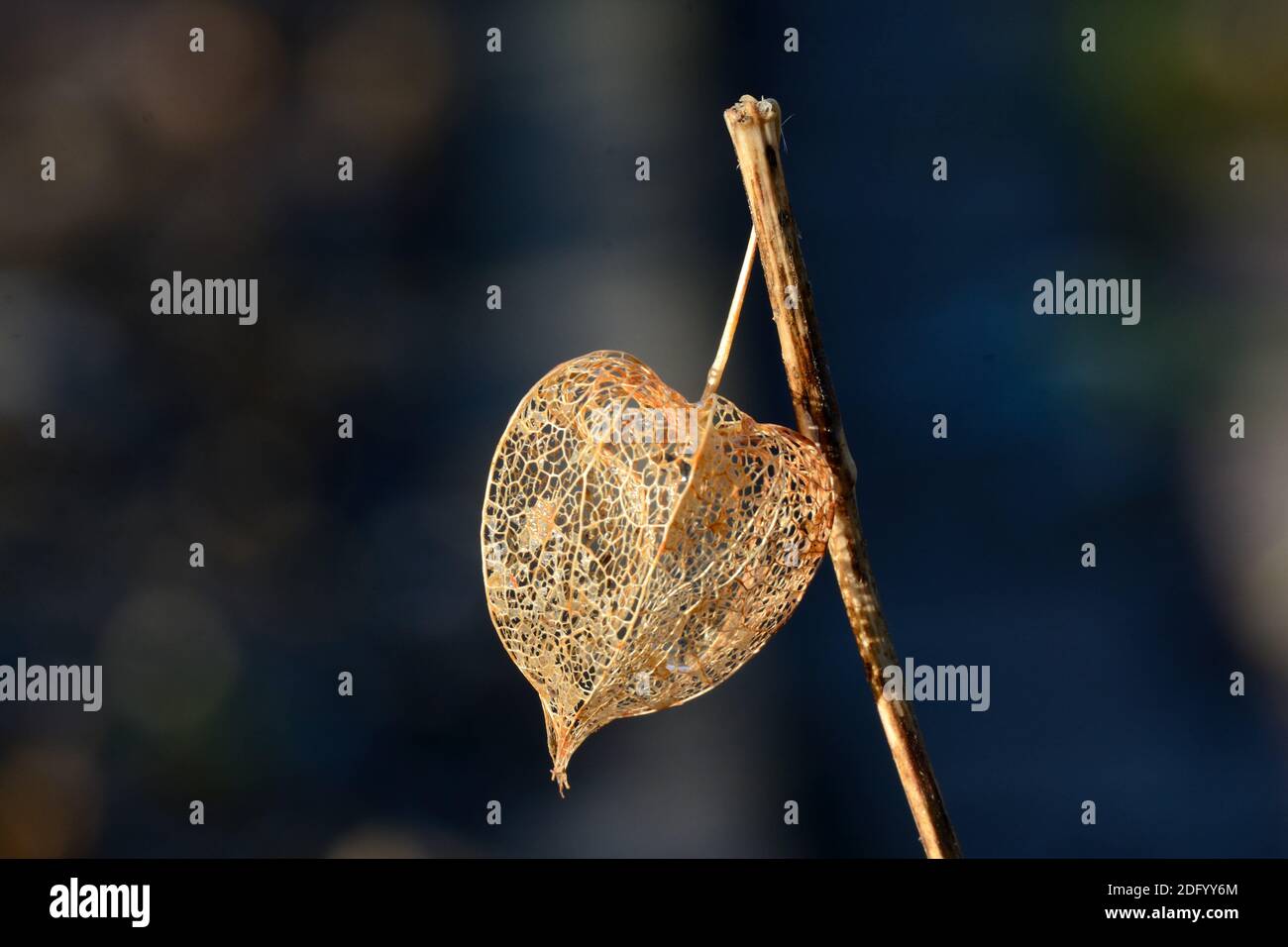 Tête de semence de la fleur de lanterne chinoise Rhyalis Banque D'Images