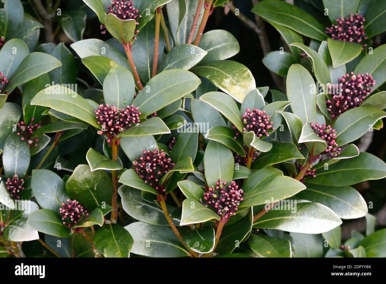 Skimmia japonica reevesiana avec bourgeons mâles de fleurs Banque D'Images