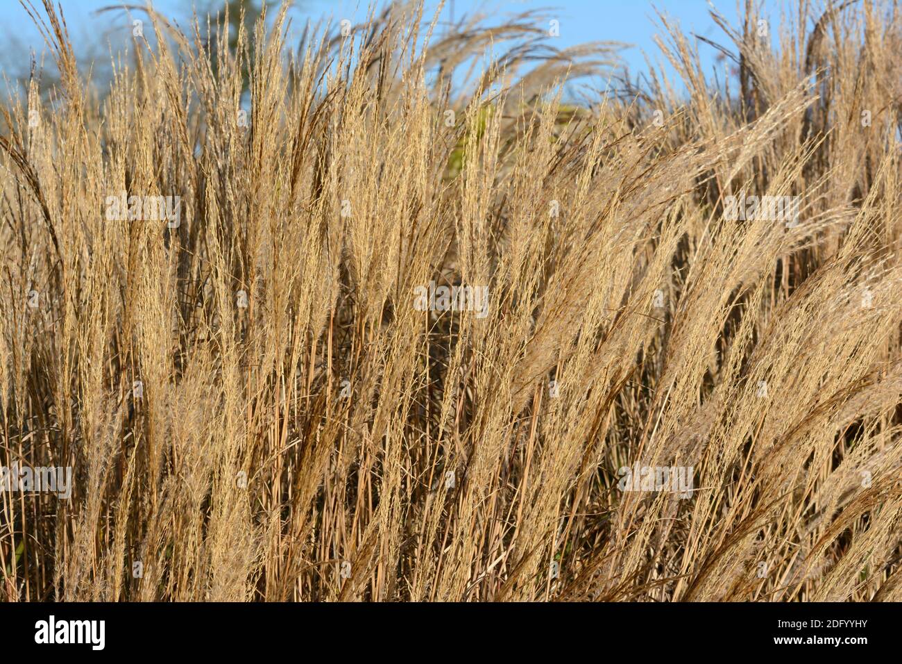 Miscanthus sinensis Yakushima en hiver herbe ornementale Banque D'Images