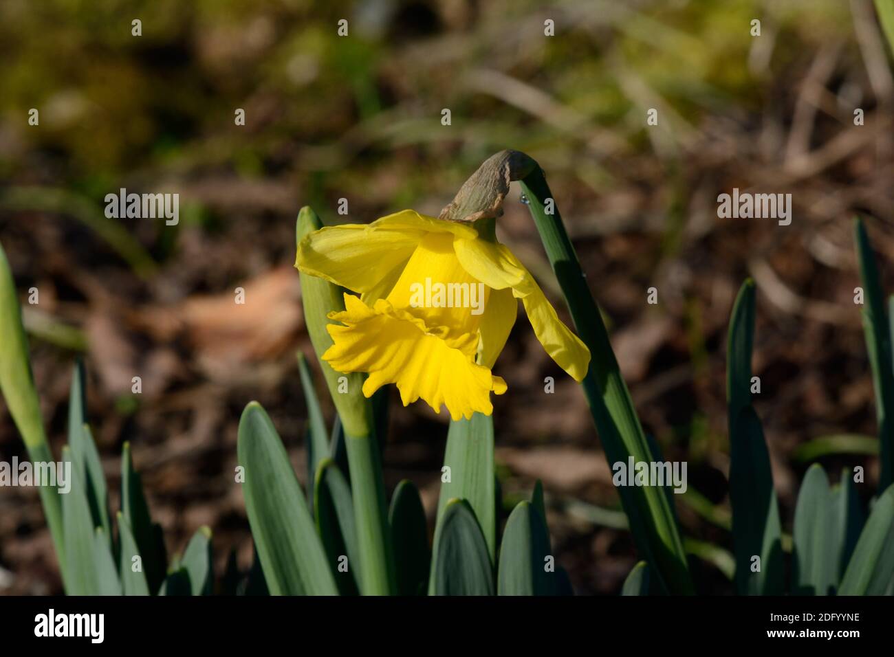 Narcisse première sensation jonquille Rinvlods première sensation de fleur qui grandit Un jardin pris le 6 décembre 2020 Banque D'Images
