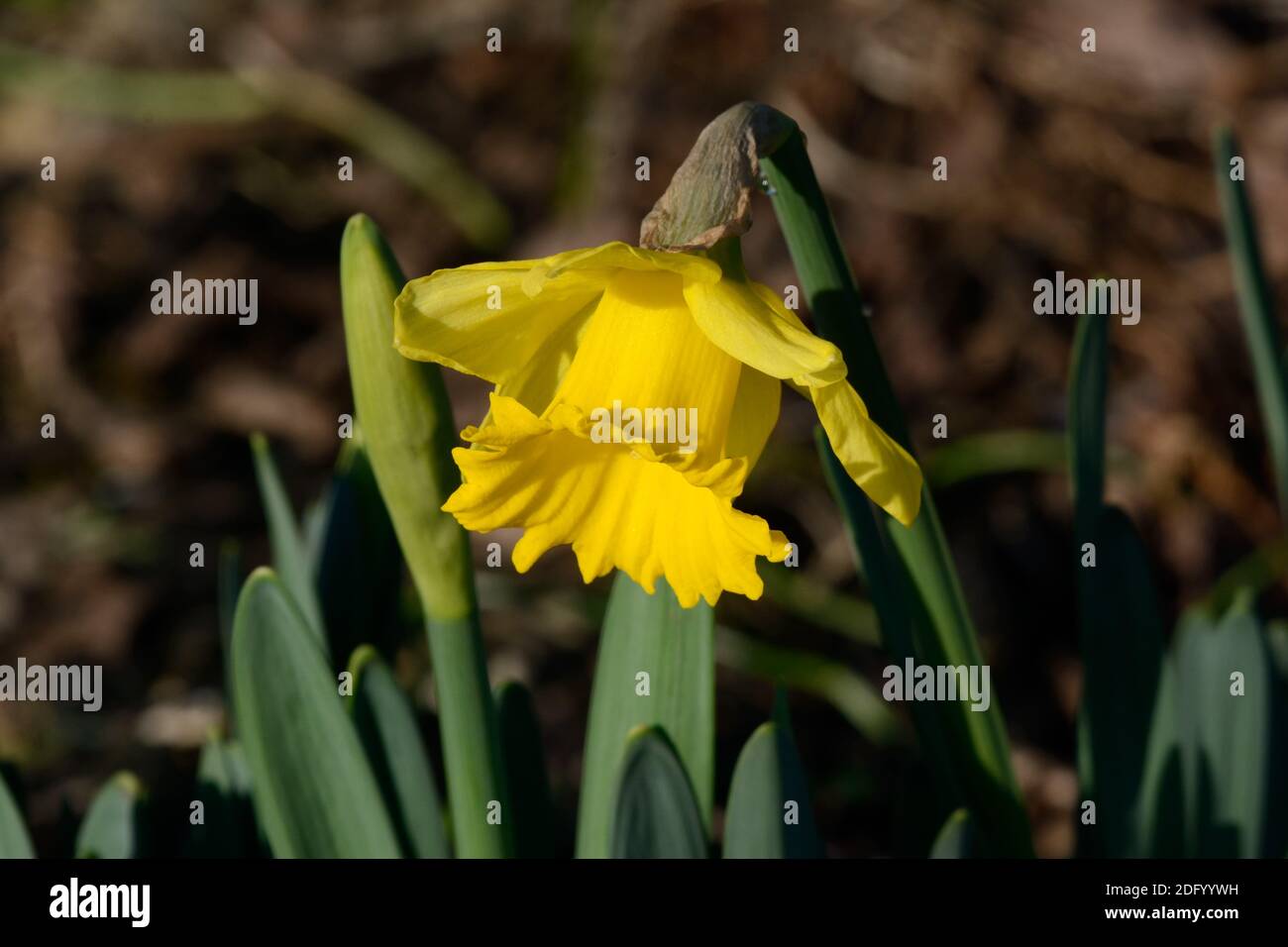 Narcisse première sensation jonquille Rinvlods première sensation de fleur qui grandit Un jardin pris le 6 décembre 2020 Banque D'Images