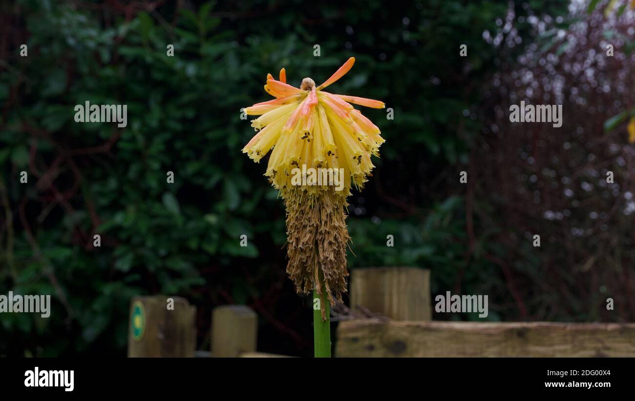 Une seule fleur de Kniphofia à la fin de l'été - automne décroissance Banque D'Images